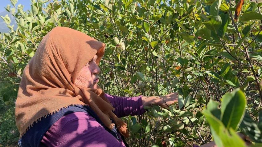 Hatay'ın alternatifi değişti: 5 yıl bekletti ancak kilosu 200 liraya satılıyor
