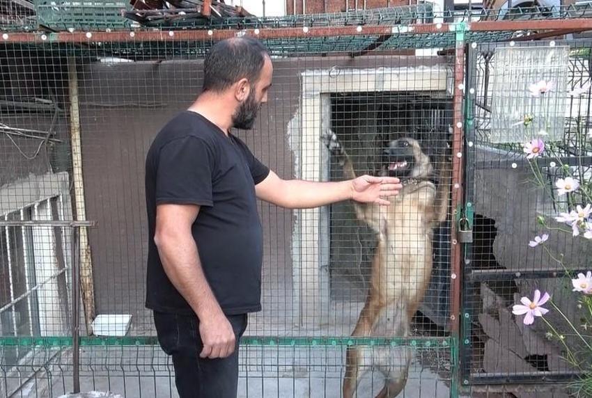 Piyasa değeri 800 Bin TL'yi bulan Şebap ırkı güvercinler 24 saat güvenlik Kameraları ve Belçika kurduyla korunuyor!