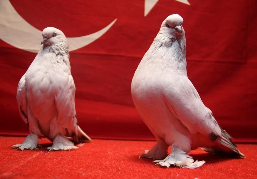Piyasa değeri 800 Bin TL'yi bulan Şebap ırkı güvercinler 24 saat güvenlik Kameraları ve Belçika kurduyla korunuyor!