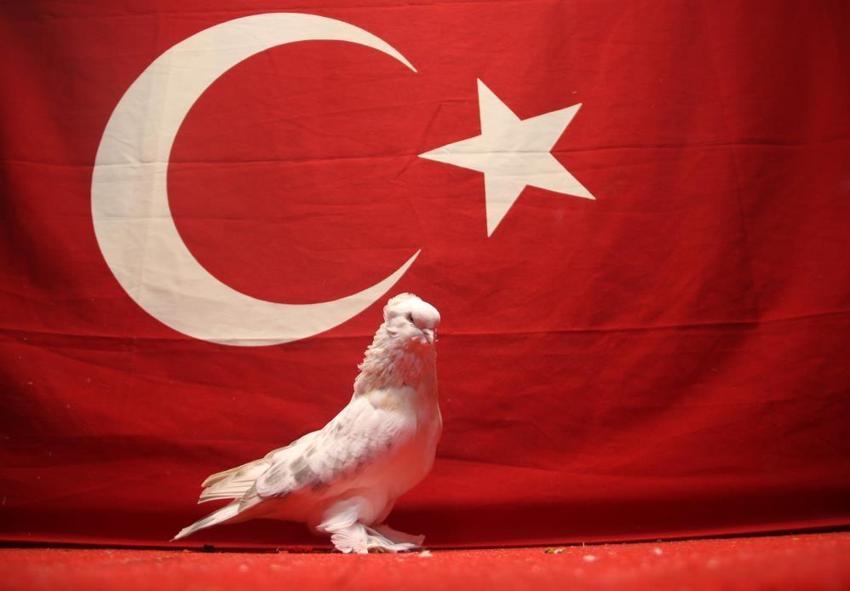 Piyasa değeri 800 Bin TL'yi bulan Şebap ırkı güvercinler 24 saat güvenlik Kameraları ve Belçika kurduyla korunuyor!