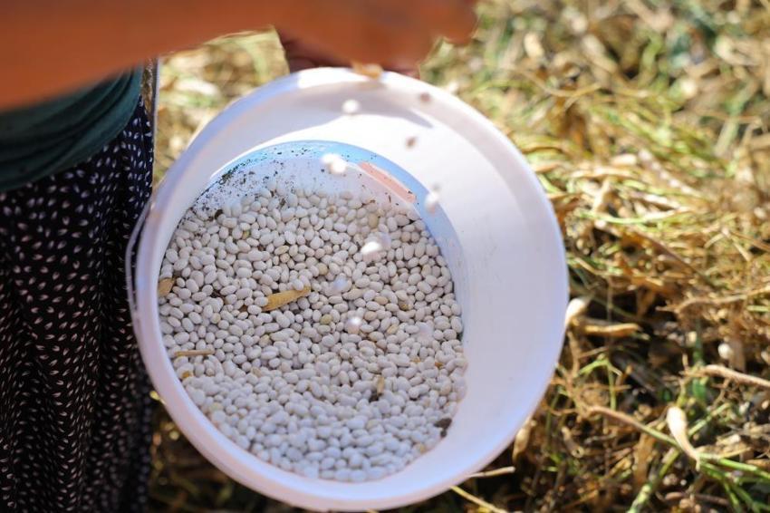 Samsun'da üretici hasada başladı! Alıcı hazır, tarladan kazanca dönüşüyor