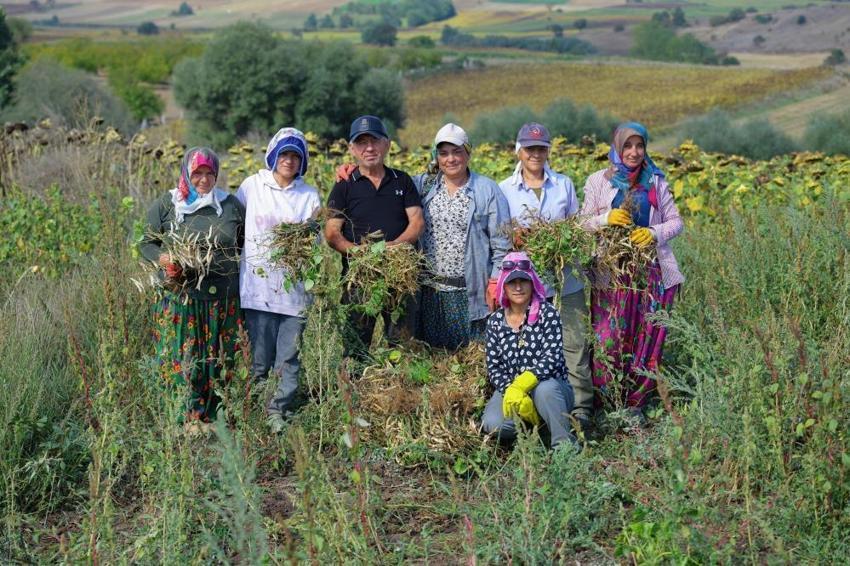 Samsun'da üretici hasada başladı! Alıcı hazır, tarladan kazanca dönüşüyor
