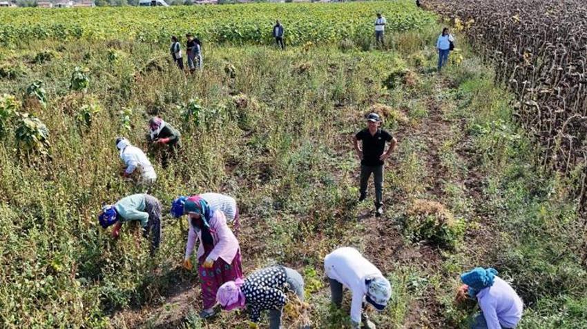 Samsun'da üretici hasada başladı! Alıcı hazır, tarladan kazanca dönüşüyor