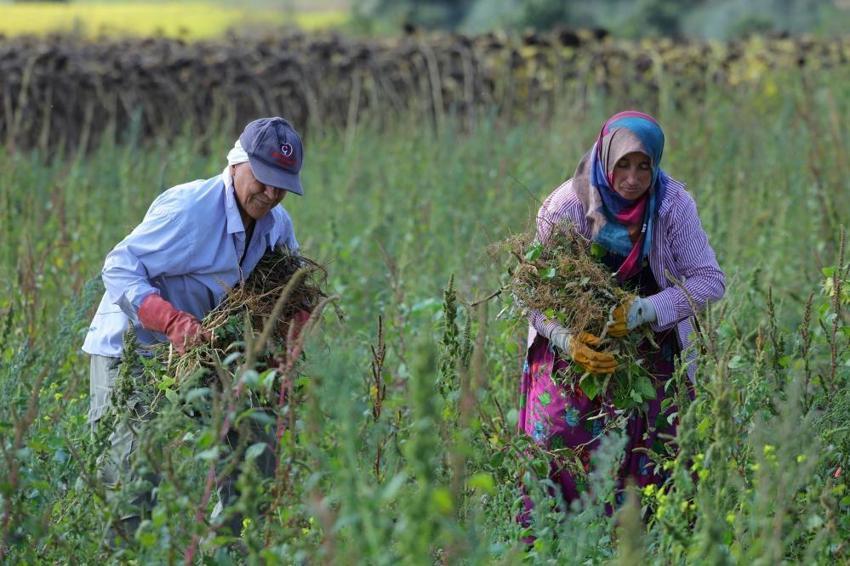 Samsun'da üretici hasada başladı! Alıcı hazır, tarladan kazanca dönüşüyor