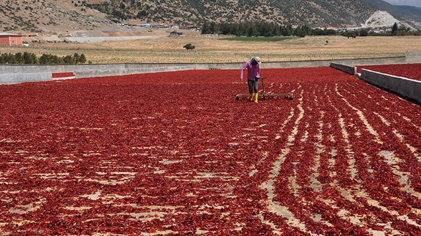 Hasat bitti ama sezon kapanmadı: İslahiye biberinde Avrupa'ya ihracat için son hazırlıklar sürüyor