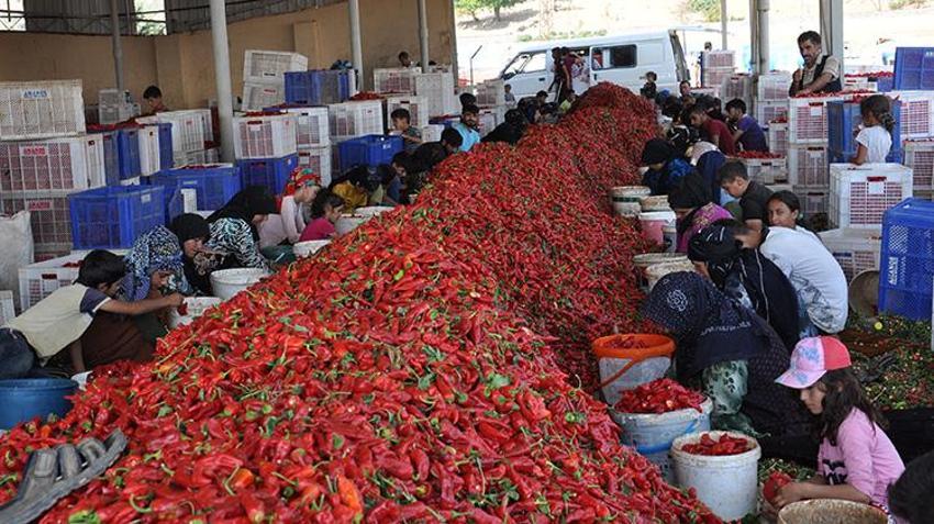 Hasat bitti ama sezon kapanmadı: İslahiye biberinde Avrupa'ya ihracat için son hazırlıklar sürüyor