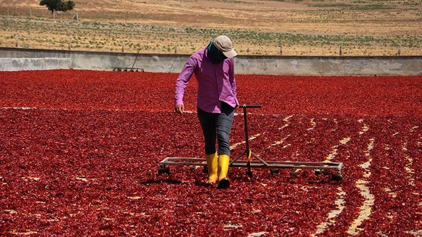 Hasat bitti ama sezon kapanmadı: İslahiye biberinde Avrupa'ya ihracat için son hazırlıklar sürüyor