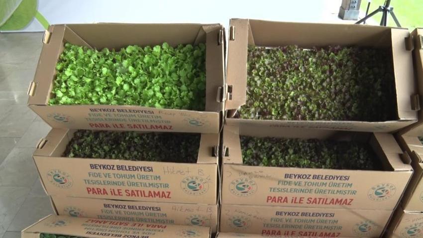 Beykoz'da topraklar boş kalmıyor: 625 bin kışlık sebze fidesi üreticilerle buluştu!