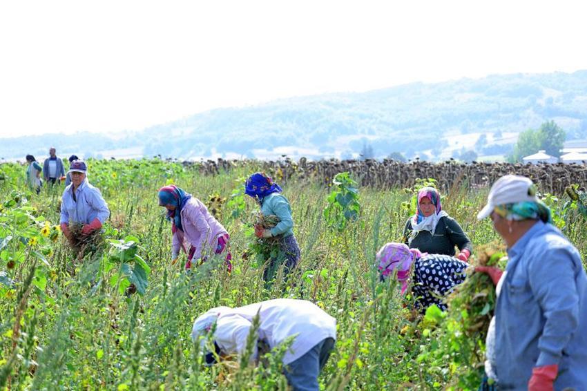 Samsun'da üreticiyi ve çiftçiyi mutlu eden proje! Alım garantili Ladik fasülyesinde hasat başladı