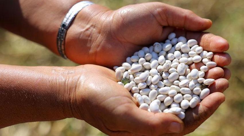 Samsun'da üreticiyi ve çiftçiyi mutlu eden proje! Alım garantili Ladik fasülyesinde hasat başladı