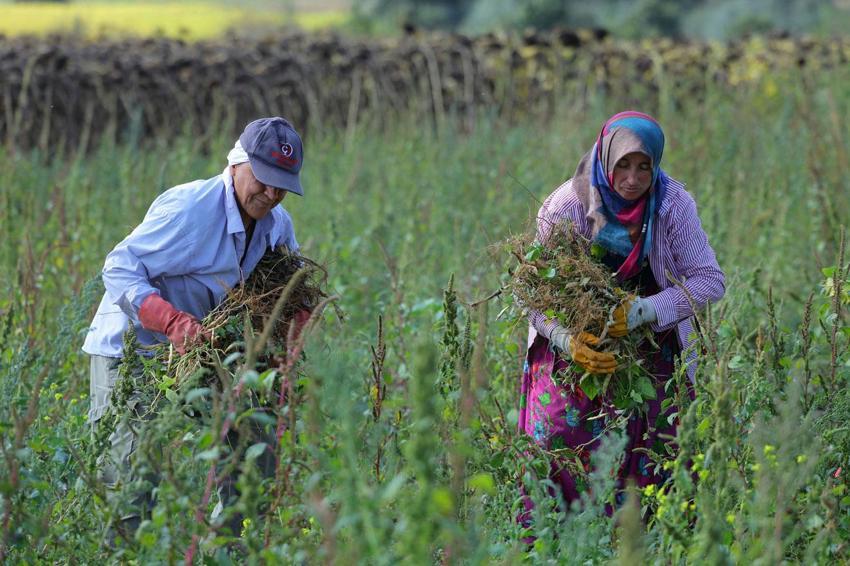 Samsun'da üreticiyi ve çiftçiyi mutlu eden proje! Alım garantili Ladik fasülyesinde hasat başladı