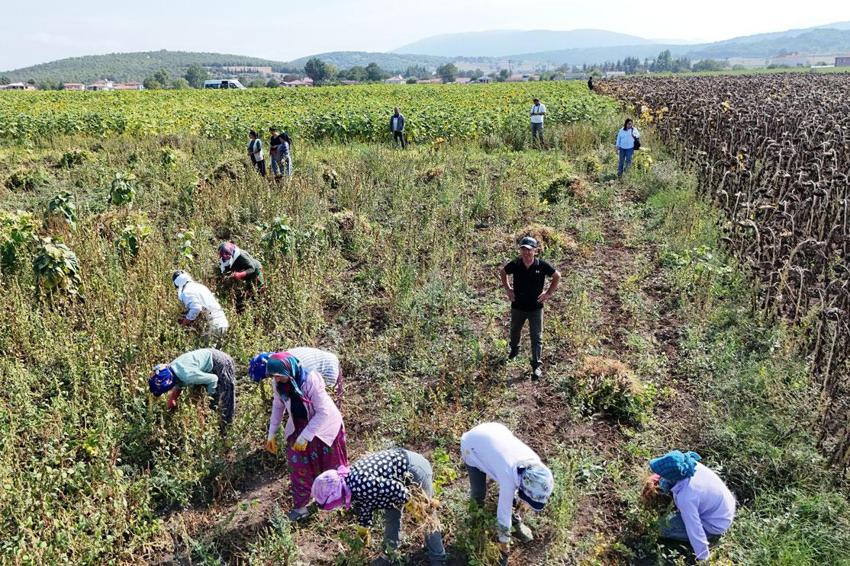 Samsun'da üreticiyi ve çiftçiyi mutlu eden proje! Alım garantili Ladik fasülyesinde hasat başladı