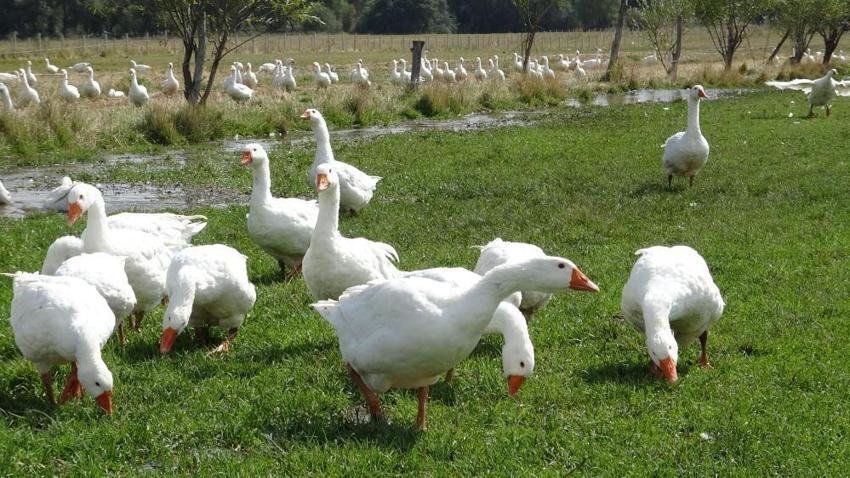 Eski Belediye Başkanı görev süresi bitti, kaz yetiştiriciliğine başladı: Geleneksel yöntemlerle beslediği kazları kesime hazırlanıyor!