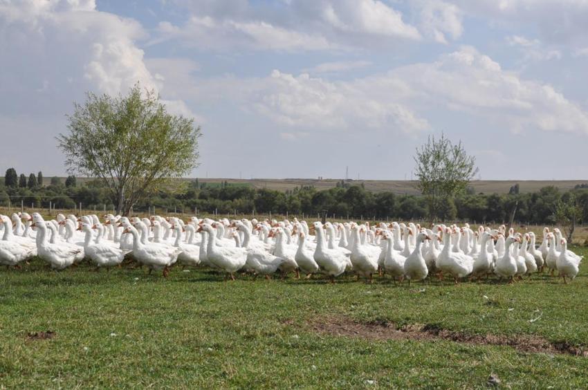Eski Belediye Başkanı görev süresi bitti, kaz yetiştiriciliğine başladı: Geleneksel yöntemlerle beslediği kazları kesime hazırlanıyor!