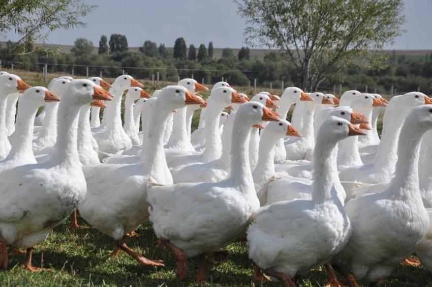 Eski Belediye Başkanı görev süresi bitti, kaz yetiştiriciliğine başladı: Geleneksel yöntemlerle beslediği kazları kesime hazırlanıyor!