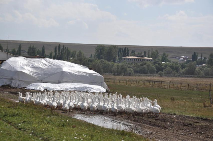 Eski Belediye Başkanı görev süresi bitti, kaz yetiştiriciliğine başladı: Geleneksel yöntemlerle beslediği kazları kesime hazırlanıyor!