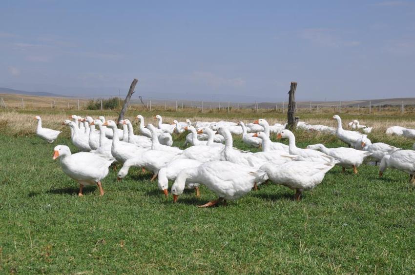 Eski Belediye Başkanı görev süresi bitti, kaz yetiştiriciliğine başladı: Geleneksel yöntemlerle beslediği kazları kesime hazırlanıyor!