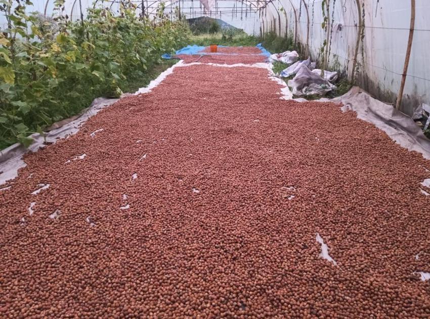 Çözümü serada buldu! Domatesleri söküp bunu yaptı: Ordulu üreticiden ilginç yöntem