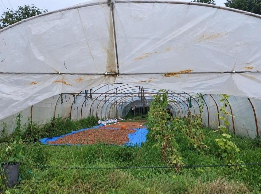 Çözümü serada buldu! Domatesleri söküp bunu yaptı: Ordulu üreticiden ilginç yöntem