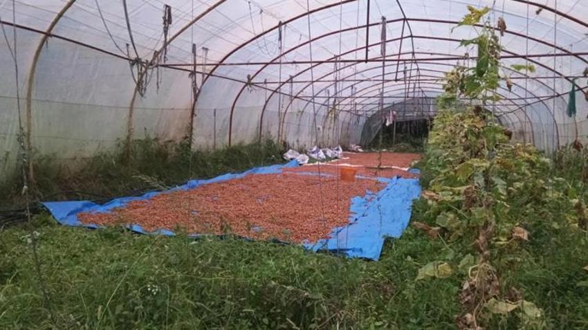 Çözümü serada buldu! Domatesleri söküp bunu yaptı: Ordulu üreticiden ilginç yöntem