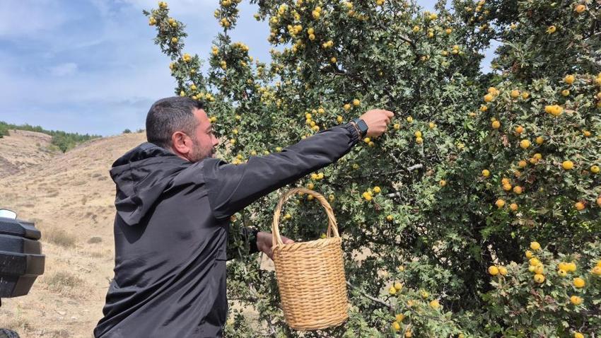 Doğada kendiliğinden yetişiyor faydaları saymakla bitmiyor: Şifa deposu meyve köylülerin gözdesi oldu!