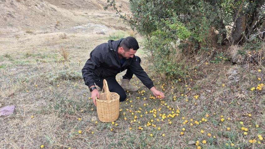 Doğada kendiliğinden yetişiyor faydaları saymakla bitmiyor: Şifa deposu meyve köylülerin gözdesi oldu!