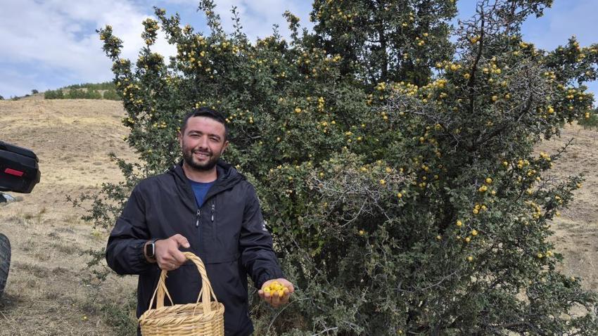 Doğada kendiliğinden yetişiyor faydaları saymakla bitmiyor: Şifa deposu meyve köylülerin gözdesi oldu!
