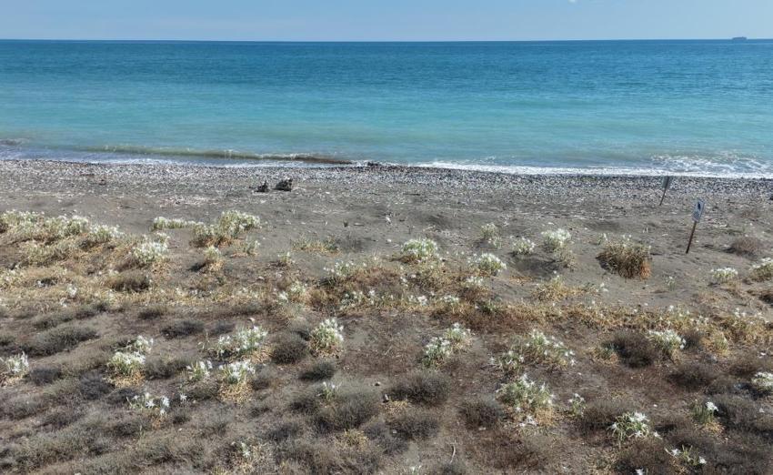Mersin sahillerinde açtı, yanına yaklaşan yandı! Koparmanın cezası dudak uçuklatıyor