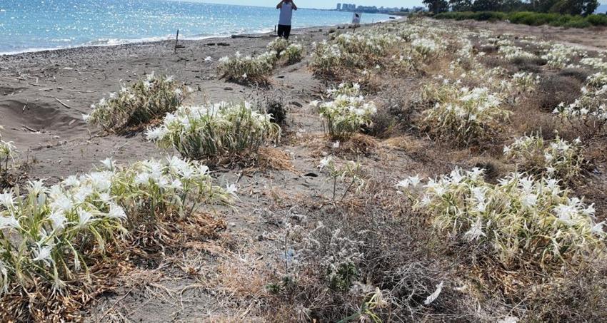 Mersin sahillerinde açtı, yanına yaklaşan yandı! Koparmanın cezası dudak uçuklatıyor