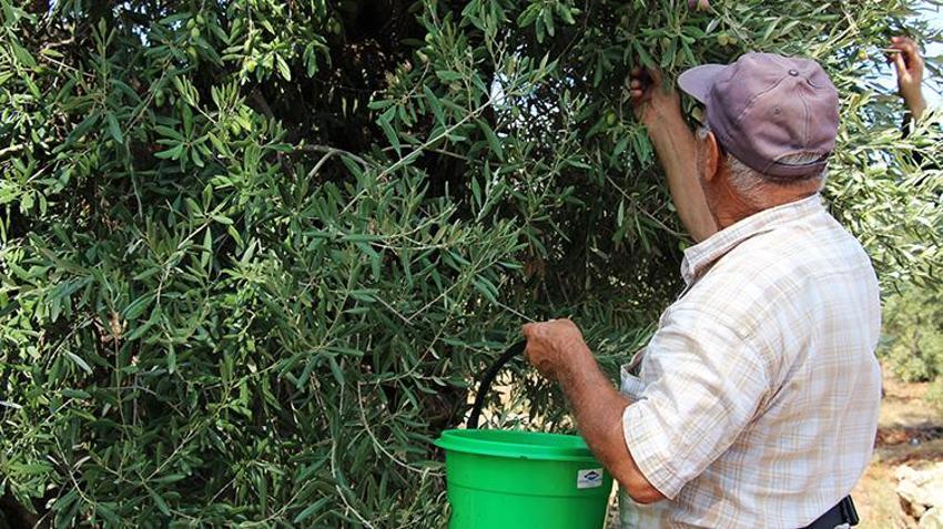 1200 yıllık anıt zeytin ağacı can buldu! Manisa'dan Antalya'ya taşınan o ağaçlardan tonlarca ürün alıyorlar
