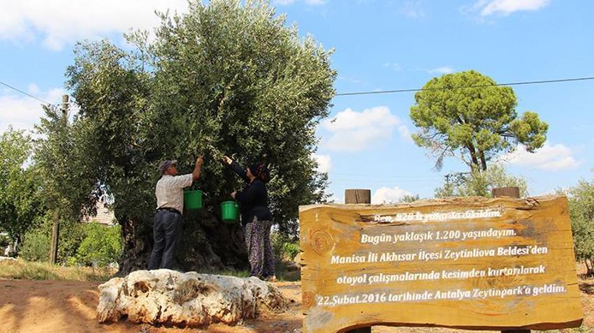 1200 yıllık anıt zeytin ağacı can buldu! Manisa'dan Antalya'ya taşınan o ağaçlardan tonlarca ürün alıyorlar