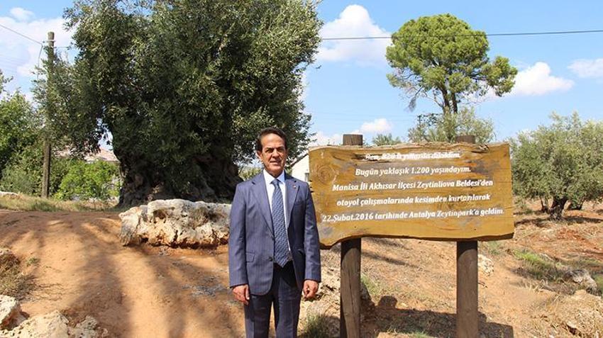 1200 yıllık anıt zeytin ağacı can buldu! Manisa'dan Antalya'ya taşınan o ağaçlardan tonlarca ürün alıyorlar