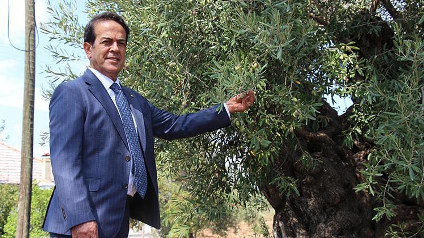 1200 yıllık anıt zeytin ağacı can buldu! Manisa'dan Antalya'ya taşınan o ağaçlardan tonlarca ürün alıyorlar