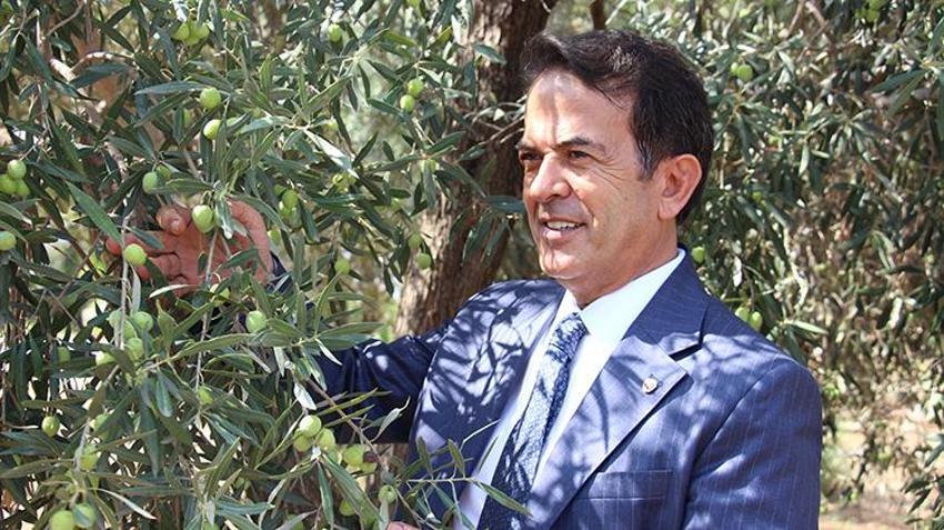 1200 yıllık anıt zeytin ağacı can buldu! Manisa'dan Antalya'ya taşınan o ağaçlardan tonlarca ürün alıyorlar