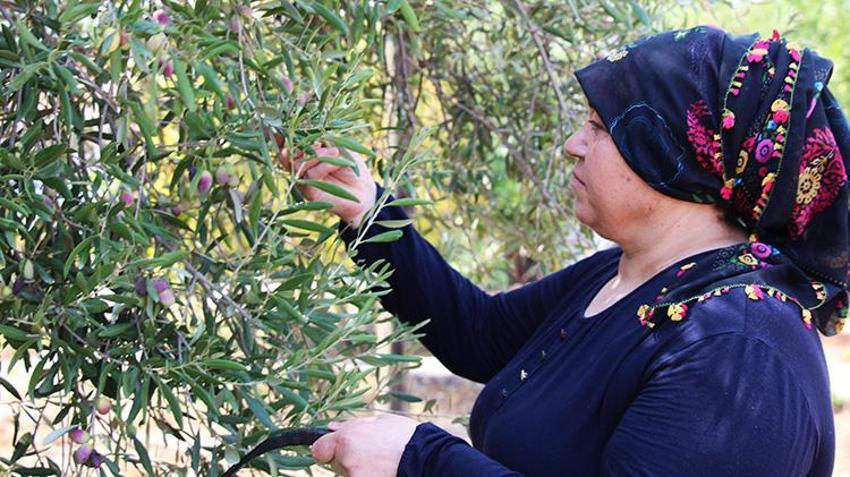 1200 yıllık anıt zeytin ağacı can buldu! Manisa'dan Antalya'ya taşınan o ağaçlardan tonlarca ürün alıyorlar