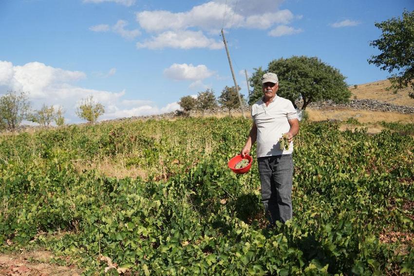 Muş üzümünün binlerce yıllık yolculuğu! Sofralık, pekmez ve bastık yapımında kullanılan çok sayıda çeşit