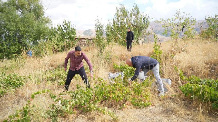 Muş üzümünün binlerce yıllık yolculuğu! Sofralık, pekmez ve bastık yapımında kullanılan çok sayıda çeşit