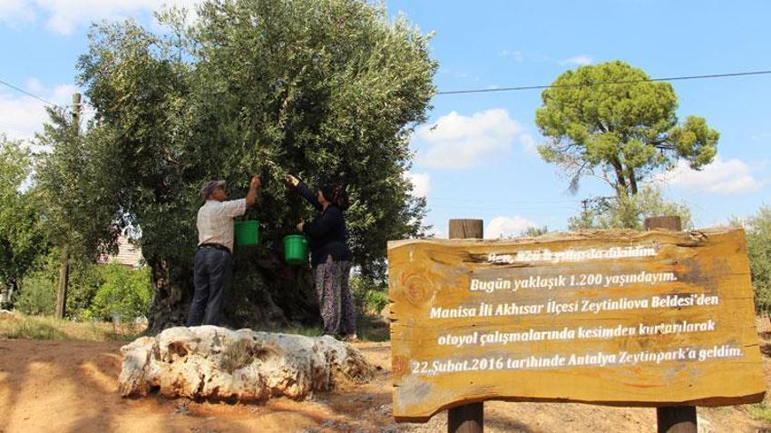 Manisa'dan Antalya'ya taşınan 12 asırlık zeytin ağaçları özel bakımlarla 10 yıldır ürün veriyor