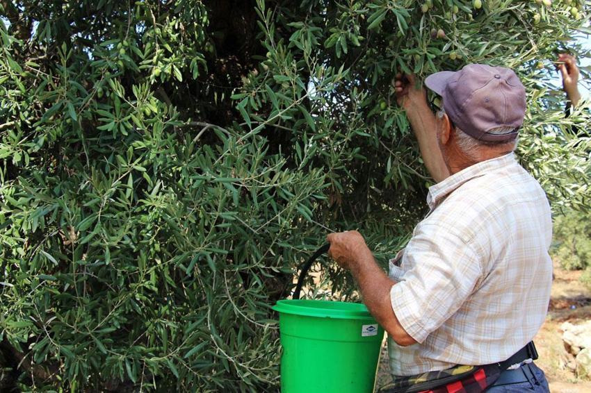 Manisa'dan Antalya'ya taşınan 12 asırlık zeytin ağaçları özel bakımlarla 10 yıldır ürün veriyor