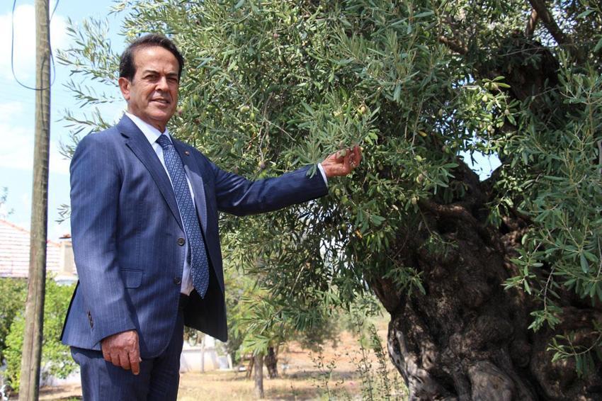 Manisa'dan Antalya'ya taşınan 12 asırlık zeytin ağaçları özel bakımlarla 10 yıldır ürün veriyor