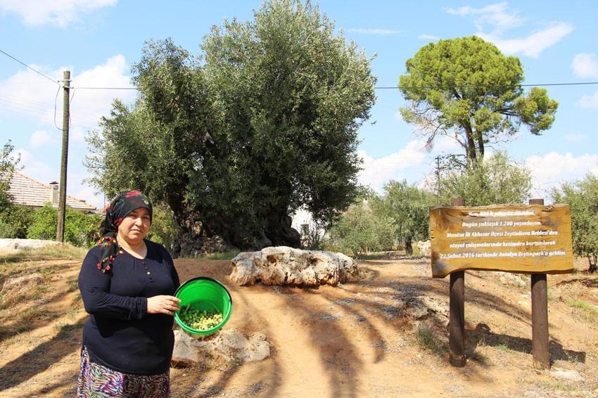 Manisa'dan Antalya'ya taşınan 12 asırlık zeytin ağaçları özel bakımlarla 10 yıldır ürün veriyor