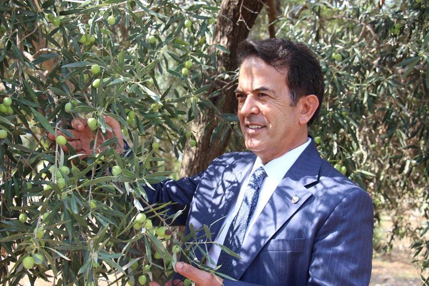 Manisa'dan Antalya'ya taşınan 12 asırlık zeytin ağaçları özel bakımlarla 10 yıldır ürün veriyor