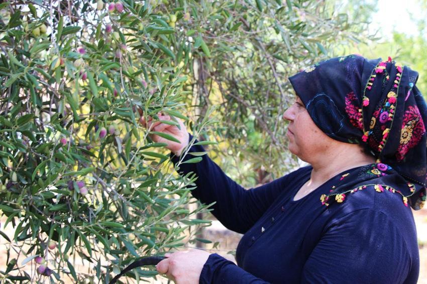 Manisa'dan Antalya'ya taşınan 12 asırlık zeytin ağaçları özel bakımlarla 10 yıldır ürün veriyor