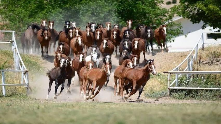 Malatya'da şehrin hafızasını değiştirecek iddia: 120 yıllık mekan Şanlıurfa'ya taşınıyor