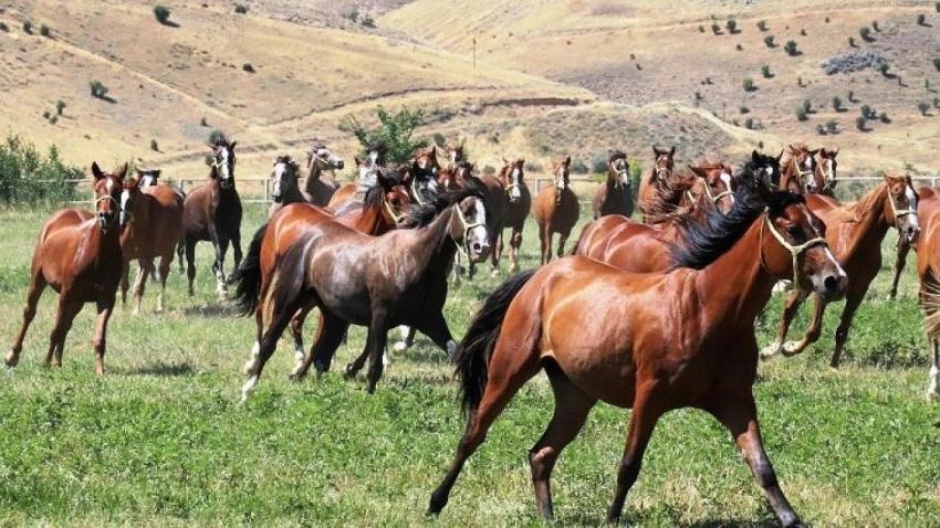 Malatya'da şehrin hafızasını değiştirecek iddia: 120 yıllık mekan Şanlıurfa'ya taşınıyor