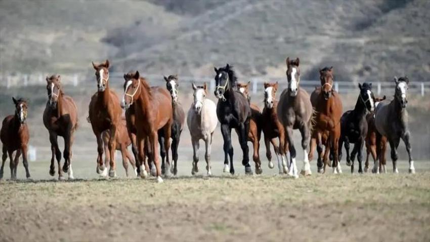 Malatya'da şehrin hafızasını değiştirecek iddia: 120 yıllık mekan Şanlıurfa'ya taşınıyor