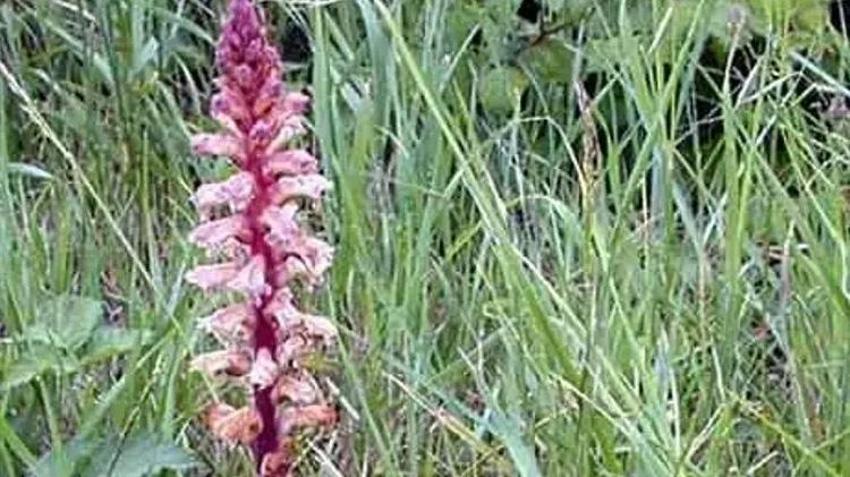 Çiftçinin yeni kabusu! Sebze bahçelerini istila ediyor: Verimi yüzde 100 düşürebiliyor