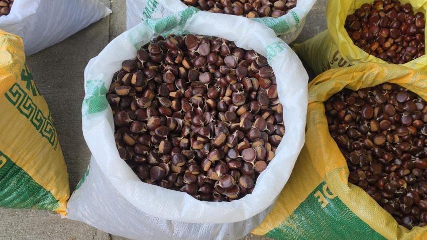 Düzce'nin tescilli lezzeti pazara indi: Lokum gibi soyuluyor, çiğ bile yeniyor! İnce kabuğu ve eşsiz aromasıyla kilosu 200-300 TL'den satışta!