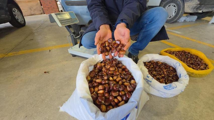 Düzce'nin tescilli lezzeti pazara indi: Lokum gibi soyuluyor, çiğ bile yeniyor! İnce kabuğu ve eşsiz aromasıyla kilosu 200-300 TL'den satışta!