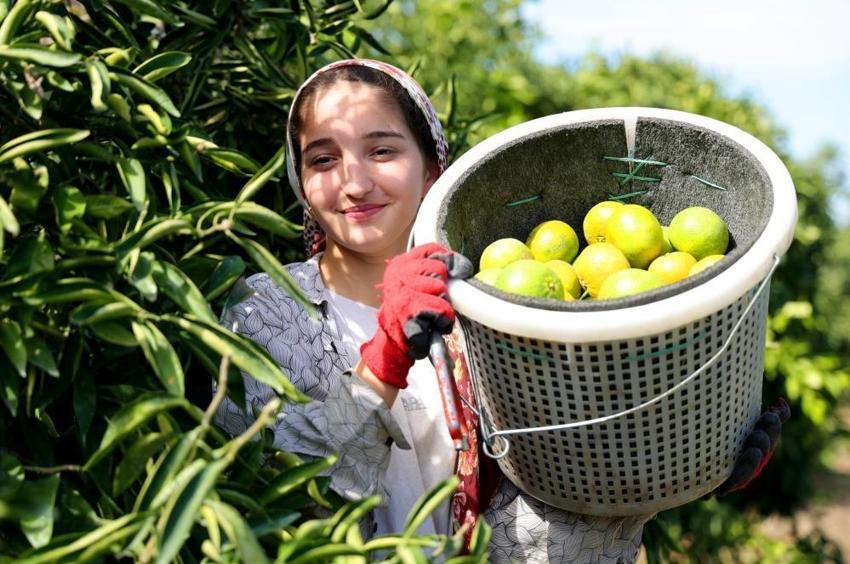 Adana'da mandalina hasadı başladı: 1 milyon tonu aşkın rekolte bekleniyor!